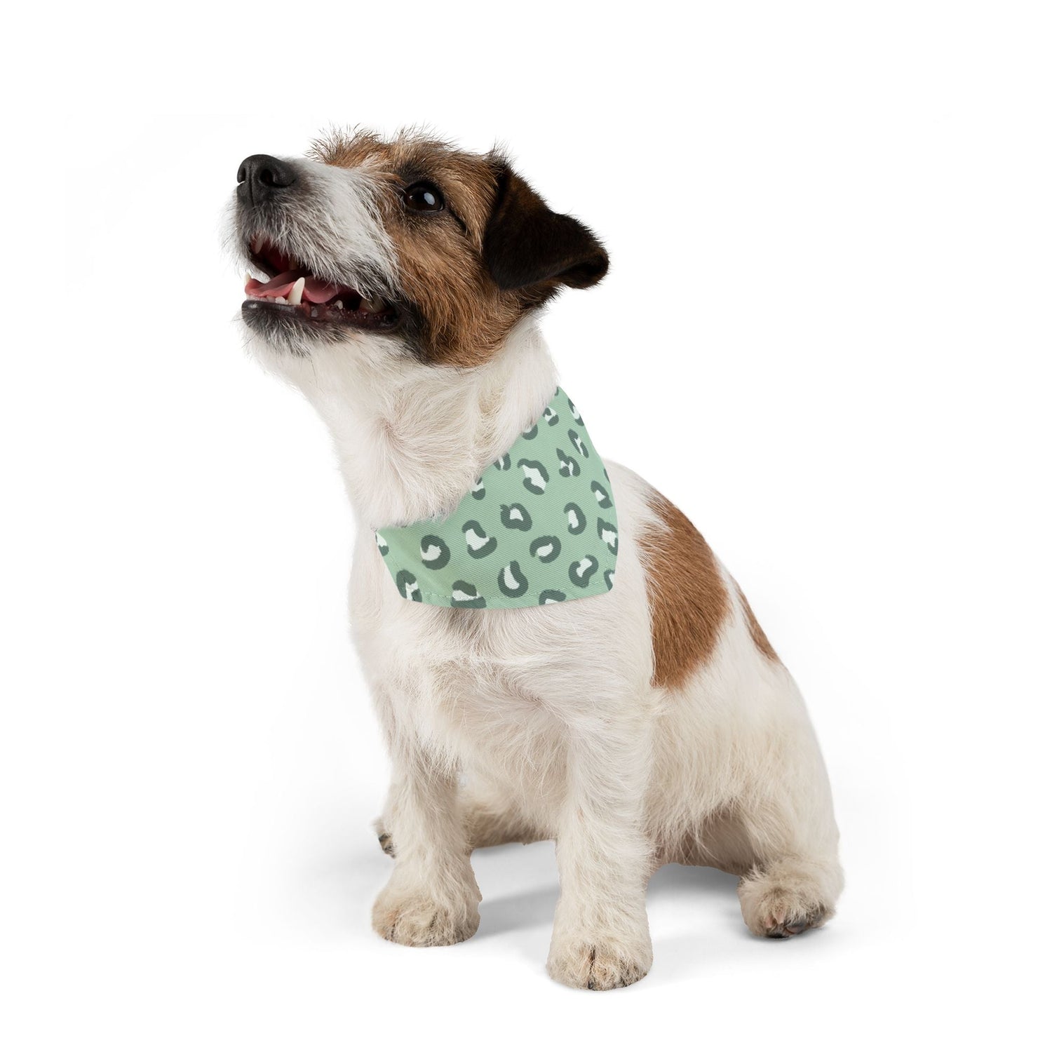 Pet Collars